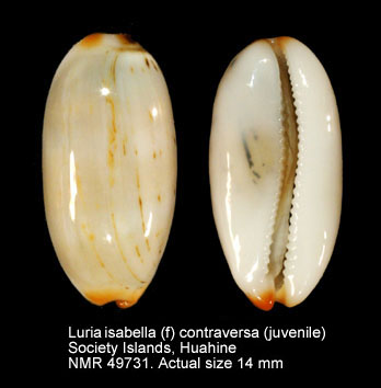 Luria isabella (f) controversa (2).jpg - Luria isabella (f) controversa(J.E.Gray,1824)